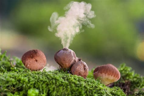 Are mushroom spores illegal